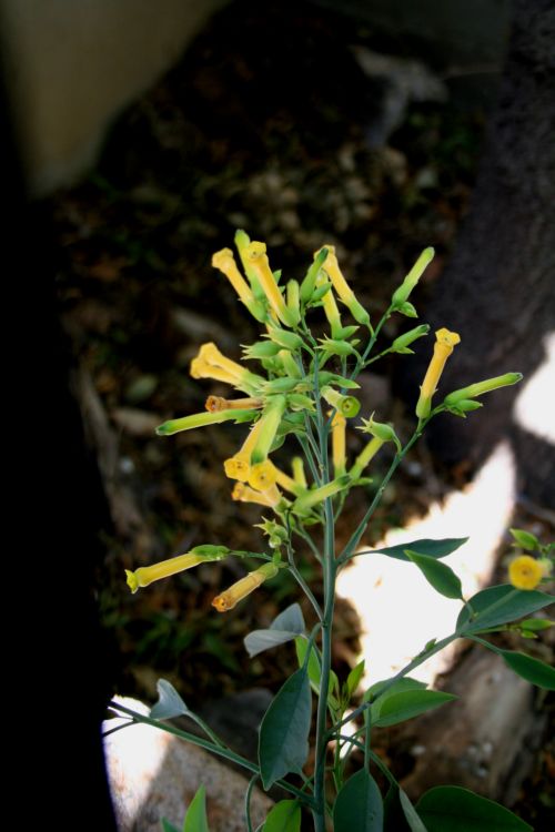 esotica da determinare..- Nicotiana glauca